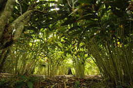Ecotone mud cottage